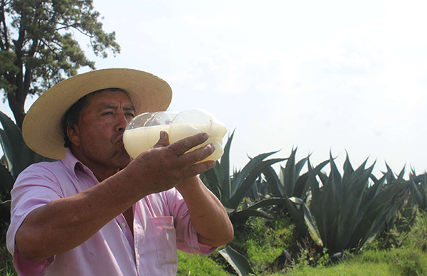 Ven A La Tradicional Feria Del Maguey De Coatepec Movimiento