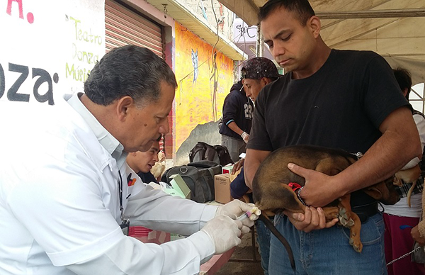 Programa de Zoonosis impacta favorablemente en La Paz