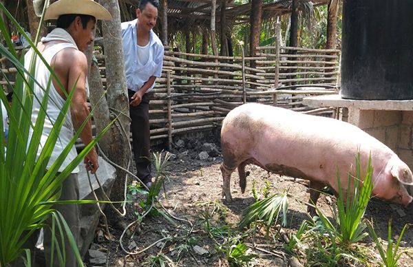 Antorcha logra proyecto porcino para campesinos de Tantoyuca