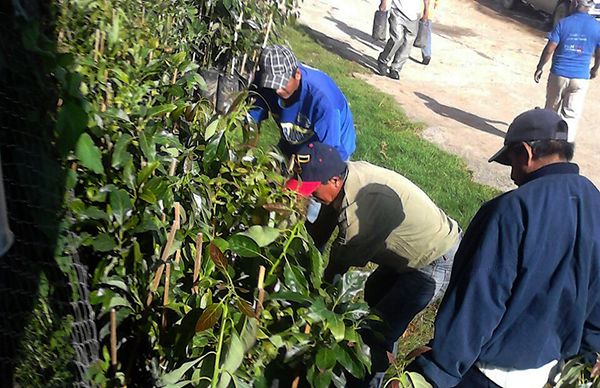 Plantas de café y aguacate para productores de Sultepec