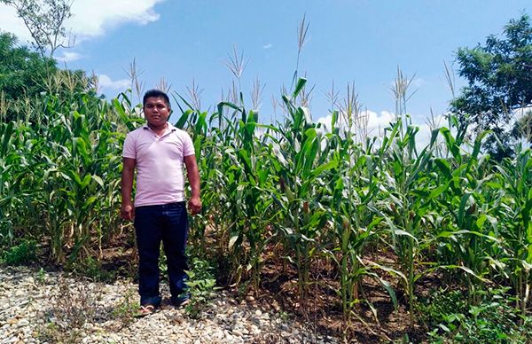 Gracias a Antorcha, mil 200 campesinos obtienen apoyos en fertilizantes 