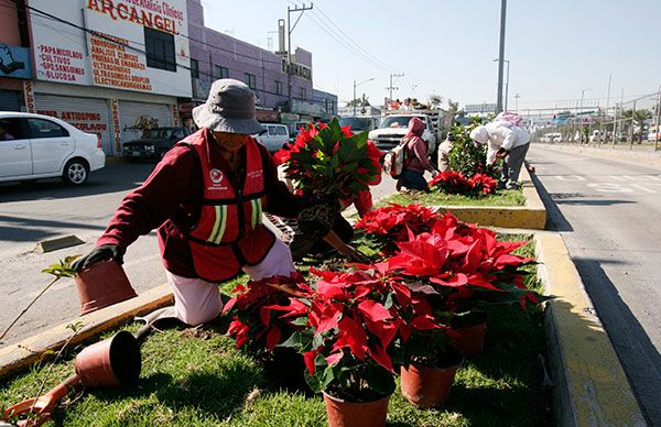Con flores de Nochebuena embellecen Chimalhuacán - Movimiento Antorchista  Nacional