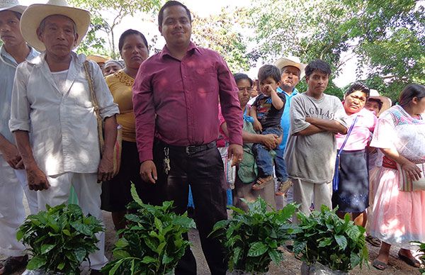  Benefician con plantas de café a campesinos 