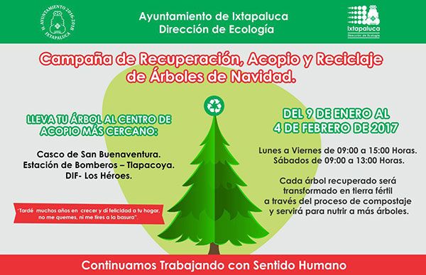 Exhortan a reciclar los árboles de Navidad - Movimiento Antorchista Nacional