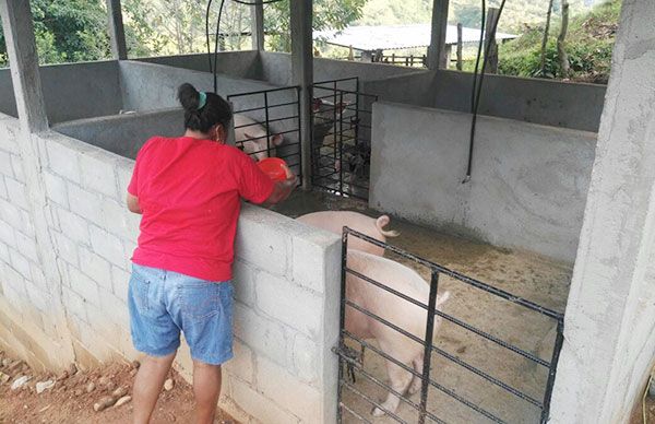  Proyecto de cría y engorda de cerdos beneficia a familias de Huehuetónoc