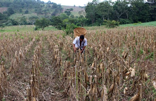 Campesinos de Soteapan exigen al gobierno estatal insumos para el campo