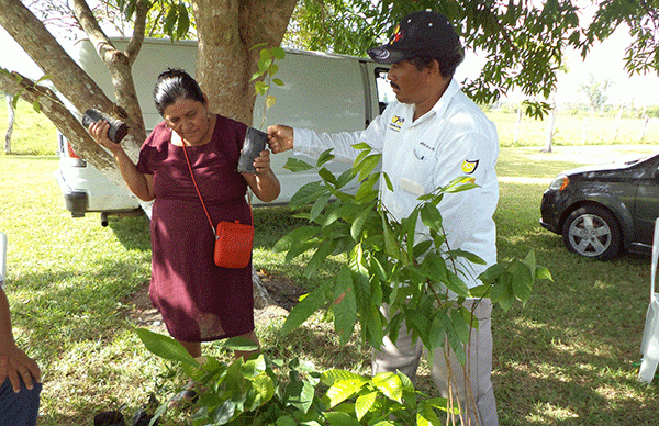 Familias reciben árboles frutales de la SEDAFOP - Movimiento Antorchista  Nacional