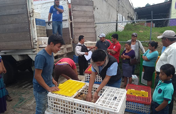 Tres mil 200 pollitos de doble propósito entrega Antorcha en Simojovel