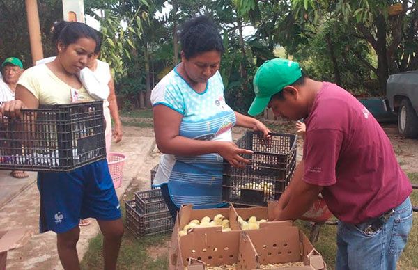 Aves de traspatio a bajo costo, gracias a la organización de la gente