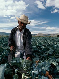 ¿A dónde va el campo con la 4T?