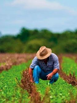 Sin fertilizante se corre el riesgo de hambruna en el Estado de México 