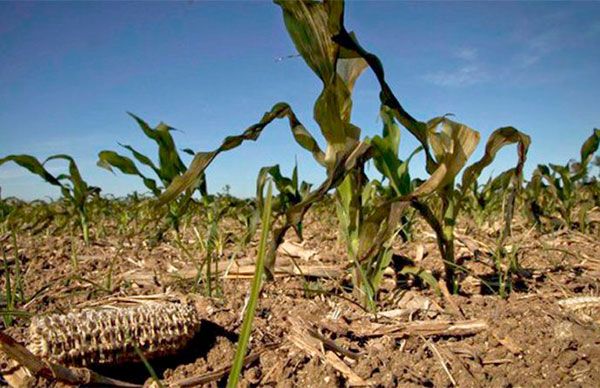 Campo mexicano sin apoyo