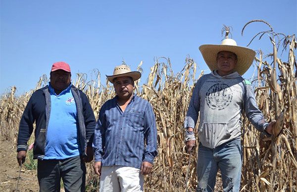 Antorcha, el miedo de Morena