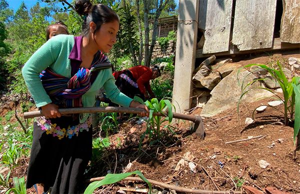 4T abandona a agricultores chiapanecos