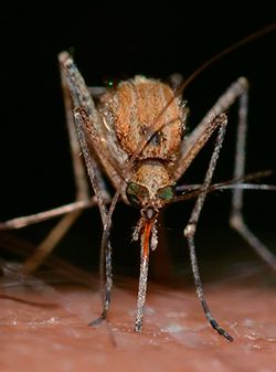 El dengue azota la región Purhépecha