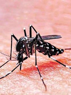 Tamazunchale: entre la covid-19, el dengue y el rezago social