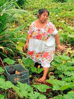 La zona campesina de Othón Blanco: olvido, pobreza y pérdidas