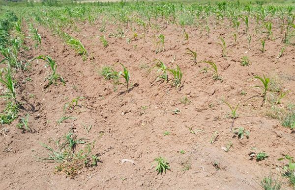 Provoca política agrícola de AMLO subutilización del campo de Tamaulipas