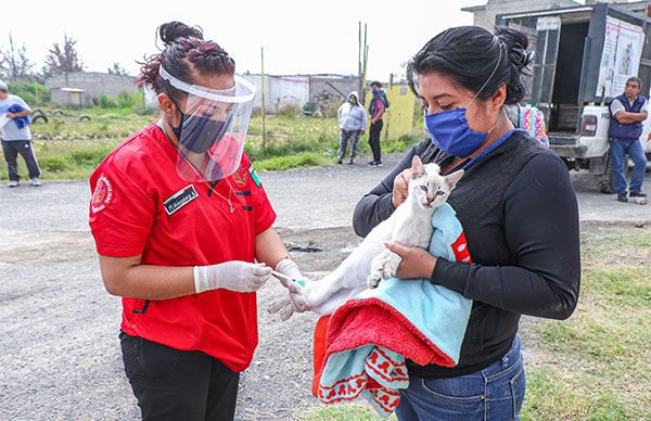 Implementamos campaña de vacunación canina y felina