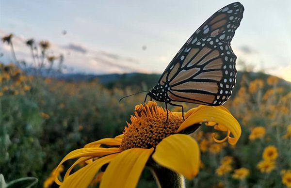 Austeridad de AMLO deja sin alimento hasta a la mariposa monarca