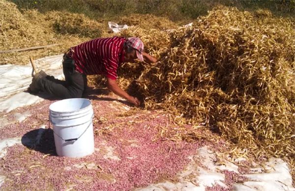 Logran campesinos vasta cosecha de frijol con subsidio de Antorcha