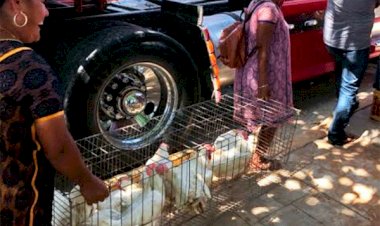 Reciben gallinas de postura familias mixtecas de Tlacoachistlahuaca