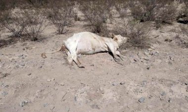 Los estragos de la sequía en el sur de Nuevo León