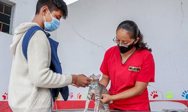 Zoonosis Chimalhuacán brinda servicio de esterilización canina y felina