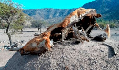 Sequía y 4T azotan al Valle del Mayo