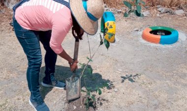 Realiza Antorcha reforestación en Castillotla