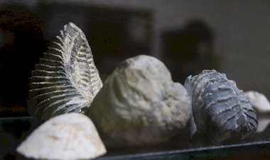 Conserva museo de Tepexi valiosos fósiles