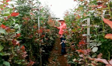 Floricultores de Tenancingo esperan activación económica para este 10 de mayo