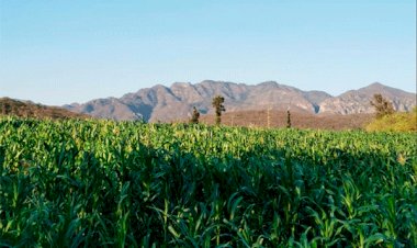 Reciben campesinos de Malinalco maíz de calidad