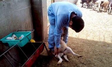 Campesinos de RTC practican la ovinocultura como alternativa para salir a flote de la crisis