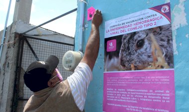 Vacunan en Ixtapaluca a conejos de enfermedad hemorrágica 