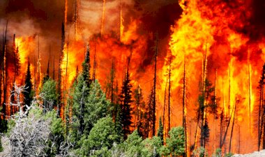 Incendios forestales en la sierra de Chihuahua y la negligencia del Gobierno federal