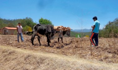 La lucha por el fertilizante en Guerrero