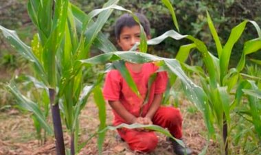 Urge atención al trabajo infantil en Chiapas 