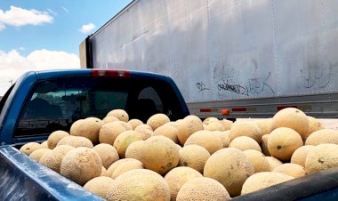 Pagan 'coyotes' 2 pesos por melon; productores acusan abusos