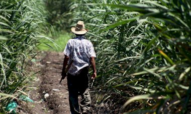 Campesinos de Morelos demandan a AMLO fertilizante prometido 