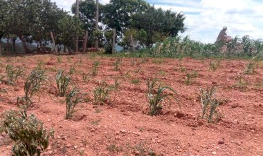 Afecta sequía cultivos de maíz en Xalpatláhuac