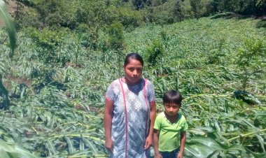 Destruyen fuertes lluvias y vientos cultivos de maíz en pueblo de Ometepec