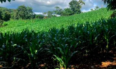 Avanza siembra de maíz en pueblo de Tecoanapa
