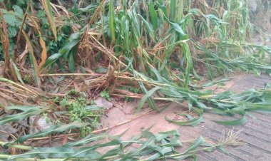 Reportan en Tamazunchale pérdida de cosechas y empleos por huracán Grace 