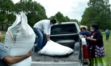 Reciben familias de Durango, semilla de avena para cosecha