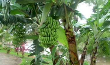 Huracán Grece desplomó el precio del plátano en San Rafael