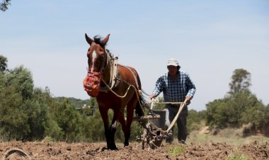 REPORTAJE | El campo mexicano olvidado por la 4T