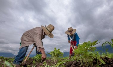 La 4T incrementa la miseria en el campo de México