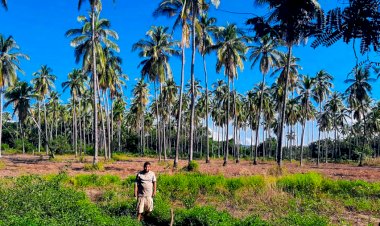 Productores de coco demandan ayuda de los tres niveles de gobierno