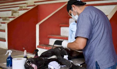 Hospital de Huitzilan realiza jornada de esterilización canina y felina